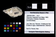 Foto (Objekt + Etikett) von Pithonoton marginatum (von Meyer, 1842)  (NHMW-GEO-1990-0041-2941)
